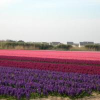 champs de jacinthes à la Torche