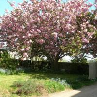 le cerisier en fleurs