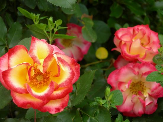 roses du jardin