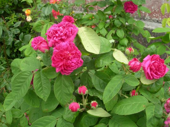 roses du jardin