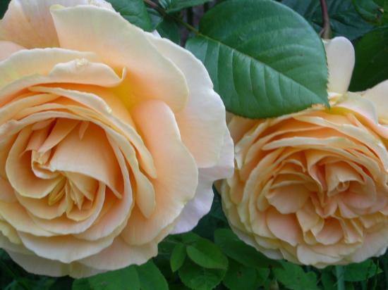 roses du jardin