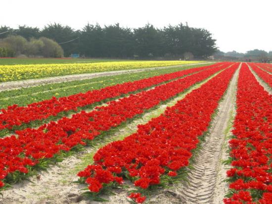 champs de tulipes à la Torche