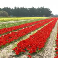 champs de tulipes à la Torche